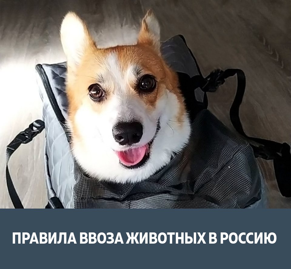 Как ввезти домашнее животное в Россию